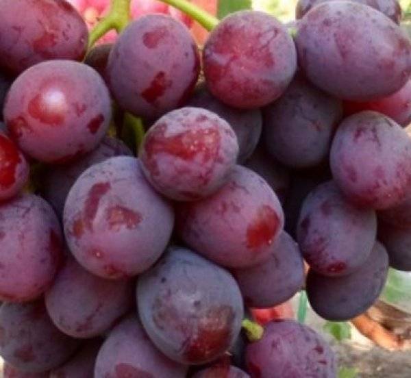 Виноград заря несветая — особенности сорта