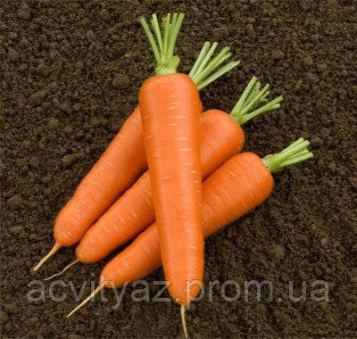 Морковь, сорт маэстро f1.