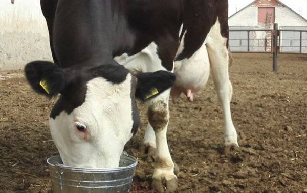 Что делать, если корова отравилась кормом