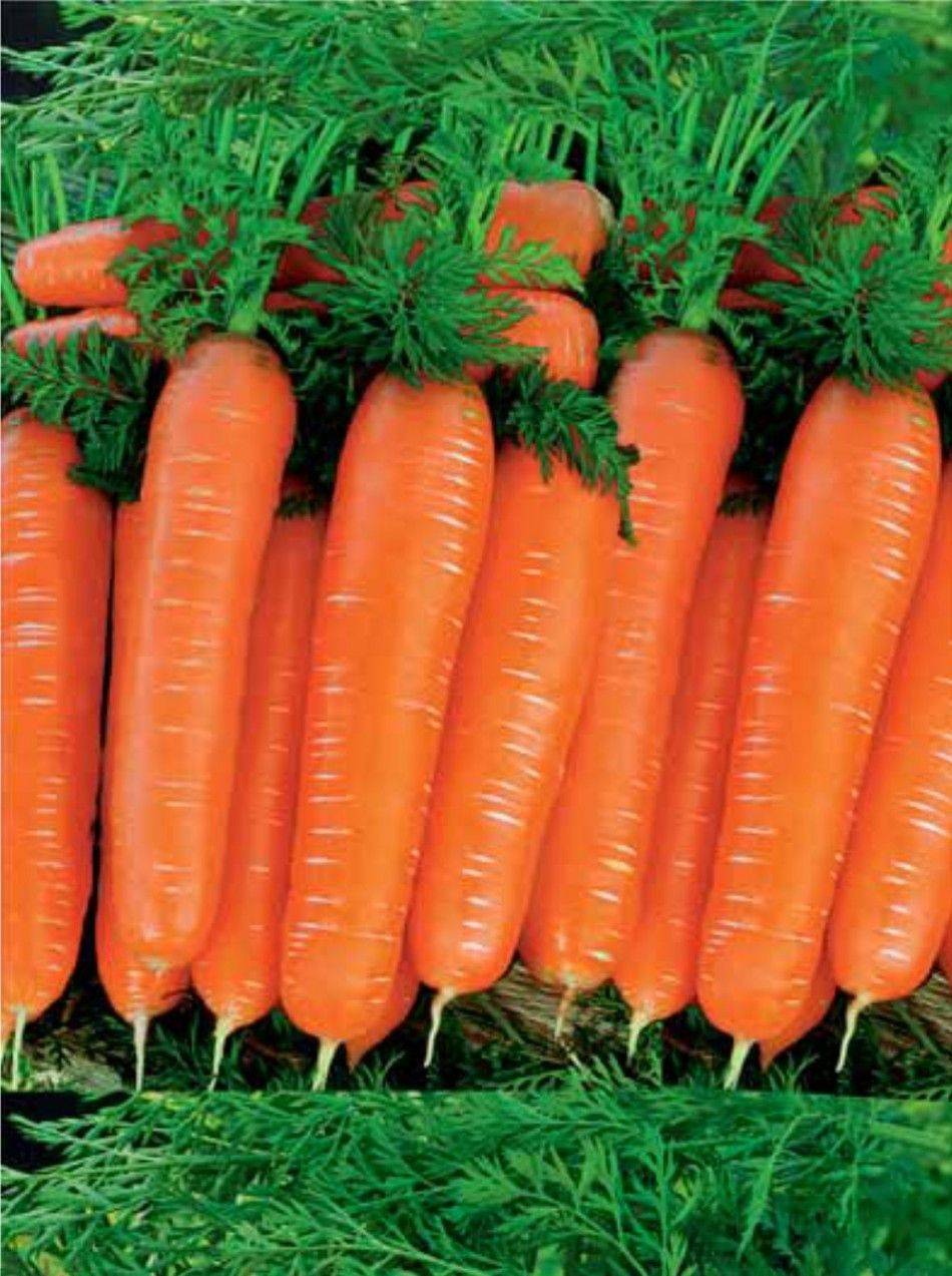 Морковь нарбонне f1 — описание сорта, фото, отзывы, посадка и уход