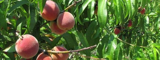 Посадка плодовых деревьев весной: 3 правила и 5 мифов. садоводство