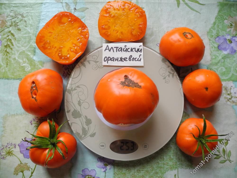 Томат алтайский оранжевый: характеристика и описание среднеспелого сорта с фото