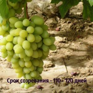 Гибрид крайнова в.н. виноград «благовест»: основные характеристики, описание сорта и фото