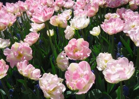 Махровые тюльпаны: описание поздних и ранних сортов с фото, международная классификация тюльпанов