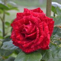 О розе ред интуишн (red intuition): описание сорта чайно гибридной розы