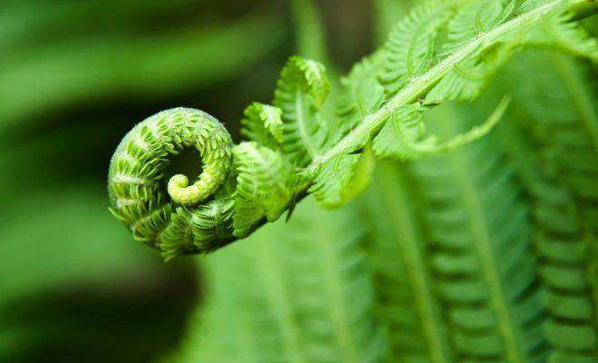 Как размножаются папоротники: четыре способа получить новое растение