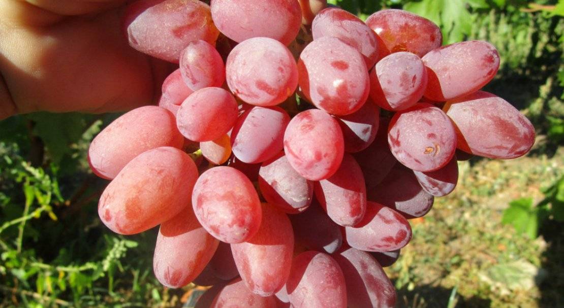 Виноград «гелиос»: технология выращивания и характеристика сорта