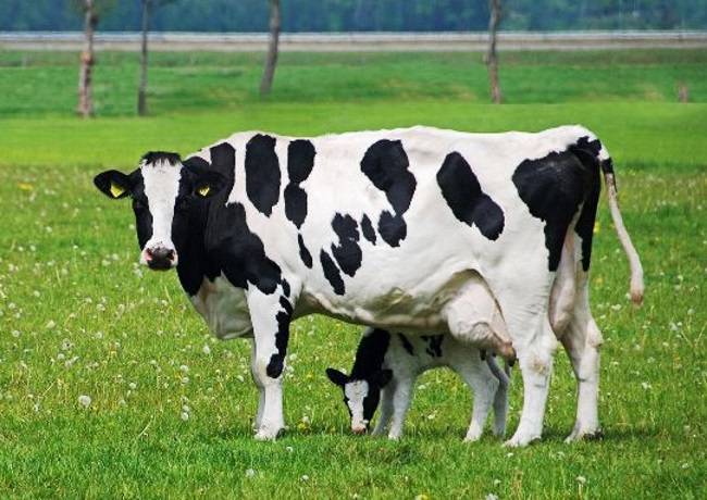 Коровы красногорбатовской породы