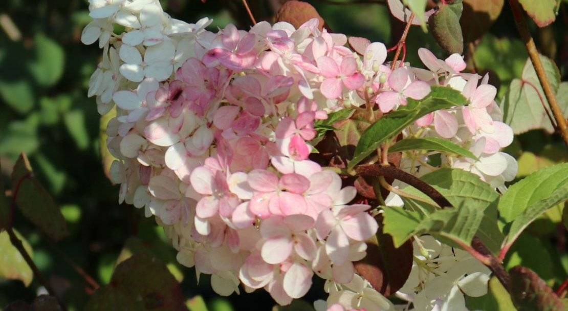 Гортензия «пинк леди» (35 фото): описание гортензии метельчатой pink lady, посадка и уход в открытом грунте, размножение