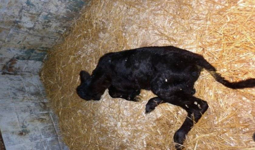 Статьи о ветеринарии крс на korovainfo.ru | хламидиозы крупного рогатого скота