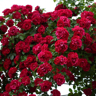 Плетистая роза – названия и фото сортов