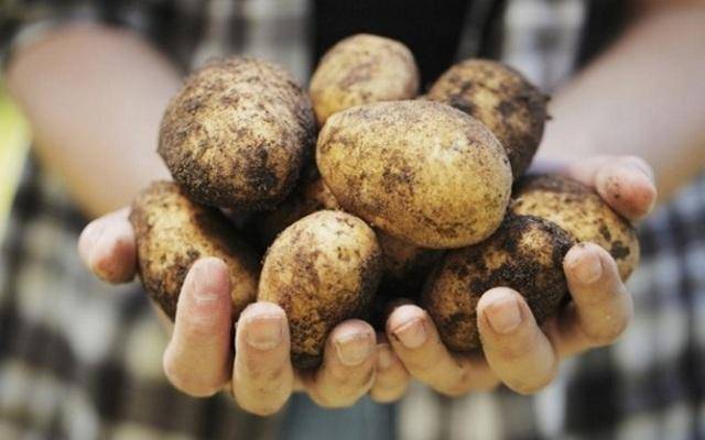 Описание и характеристики сорта картофель айл оф джура