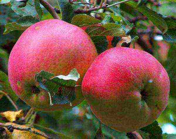 Сибирская яблоня заветное: описание, фото