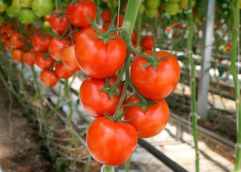 Продуктивный индетерминант с гигантскими плодами — томат красный великан: характеристика и описание