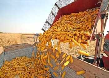Уборка кукурузы на зерно: видео, сроки, способы уборки