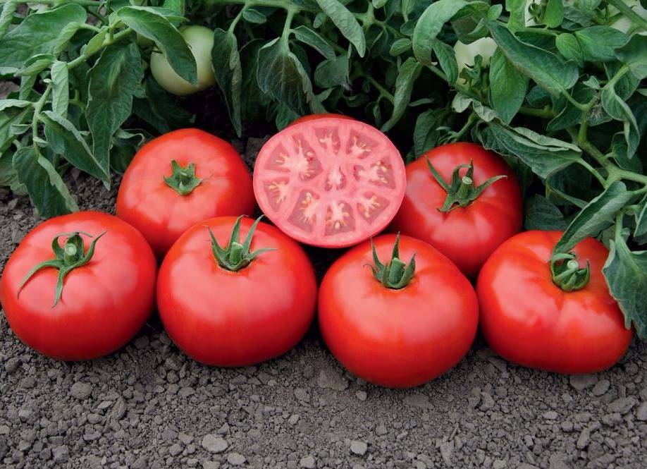 Помидоры ранняя любовь: описание и характеристика сорта, выращивание томата
