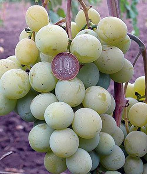 Виноград надежда аксайская: описание сорта, фото и отзывы садоводов