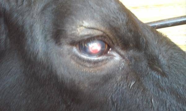 Гиподерматоз (подкожный овод) у крупного рогатого скота: диагностика, симптомы и лечение