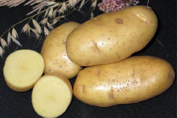 Картофель санте: описание сорта, характеристики, выращивание и уход, отзывы фермеров