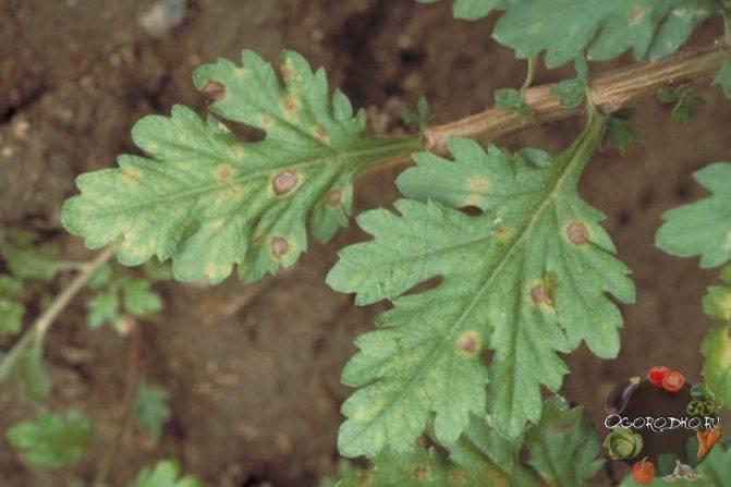 Болезни и вредители хризантем: как распознать и какими методами бороться?