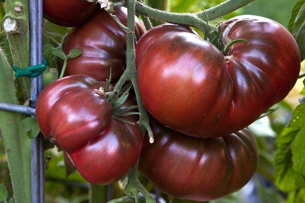 Черные помидоры - сорта, описание, выращивание своими руками