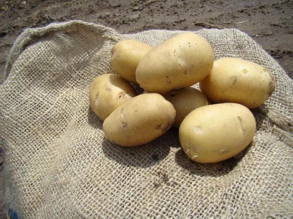 Популярный картофель «санте» : описание сорта, вкусовые качества, фото, характеристика