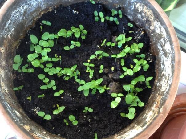 Выращивание голубики из семян в домашних условиях: как посадить, как прорастить, как вырастить