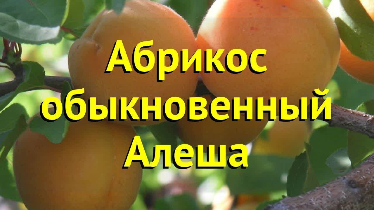 Абрикос алеша: описание самоопыляемого сорта и правила выращивания