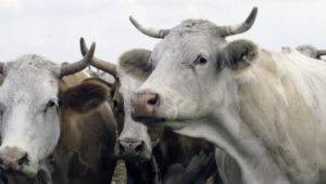 Признаки и лечение пироплазмоза у коров