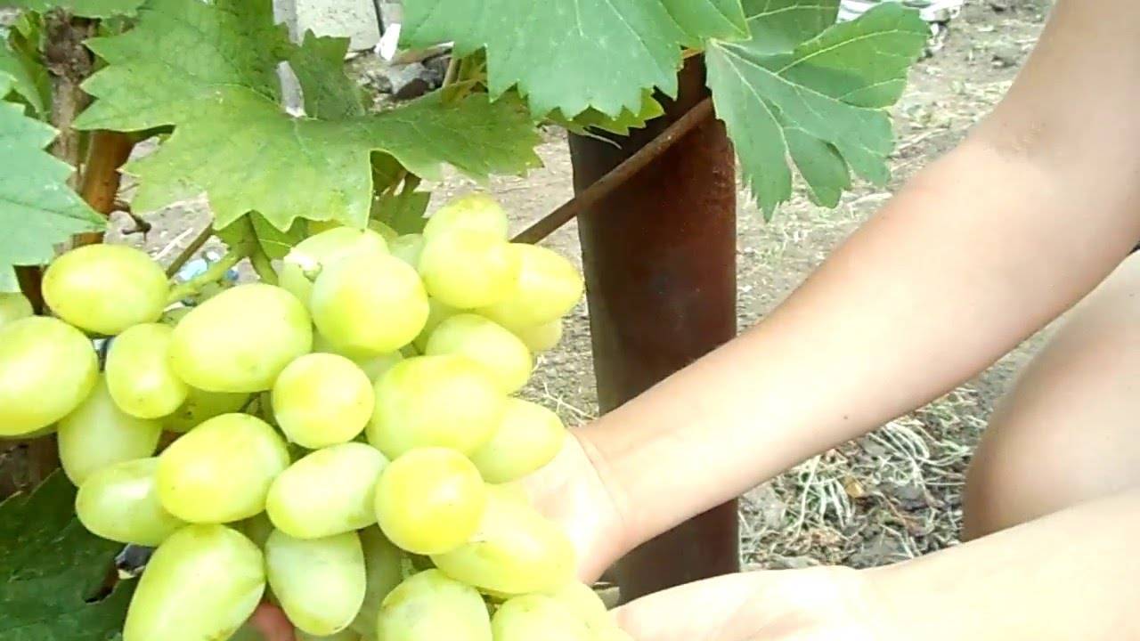 Характеристики винограда аркадия