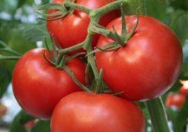 Описание сорта томата сам растет, его характеристика и урожайность