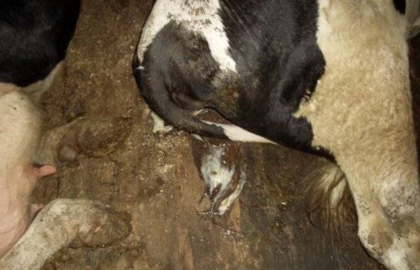 Хламидиоз крупного рогатого скота: симптомы и лечение