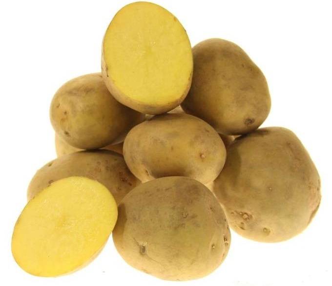 Какие сорта картофеля пригодны для выращивания в сибири?