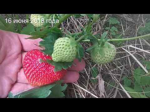 Клубника «полка»: описание, характеристики и фото сорта