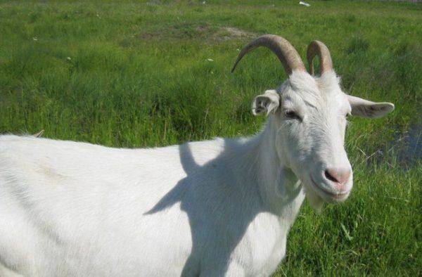 Камори – описание пакистанской породы коз