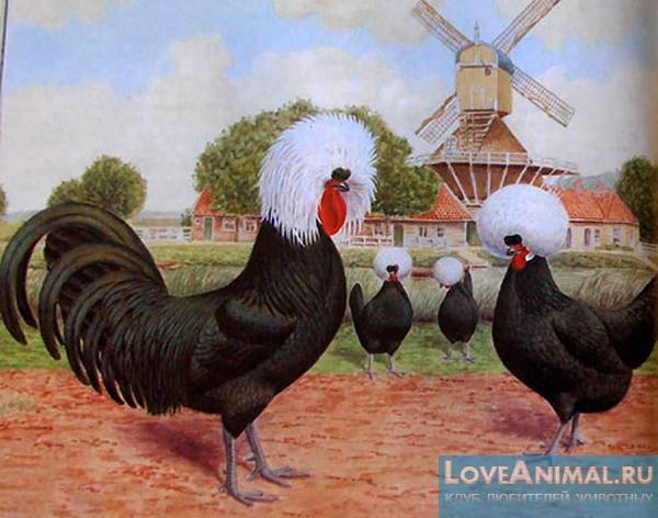 Голландские белохохлые куры – чёрные красавицы в белоснежных шапочках