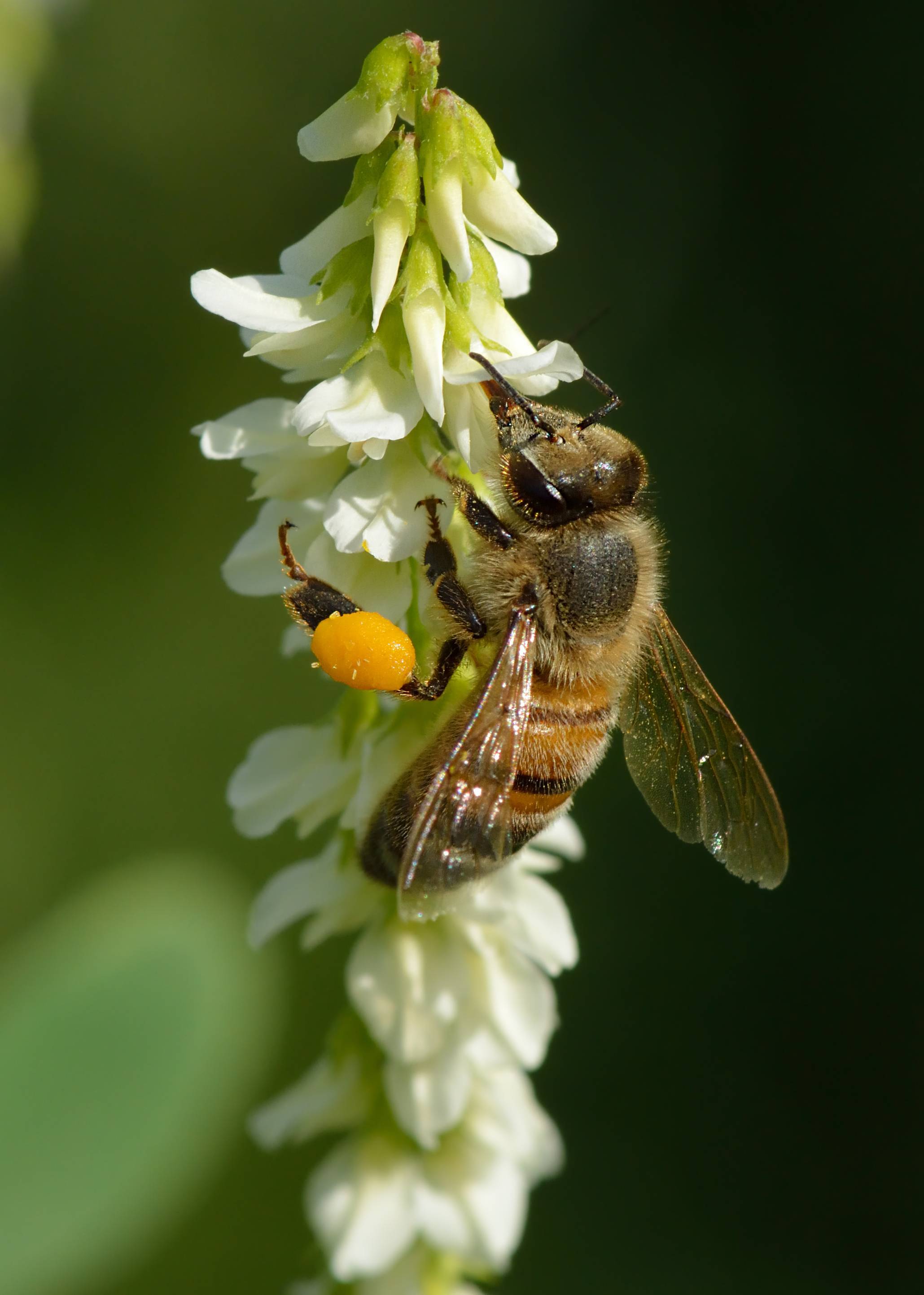 Лучшие медоносы для пчел: травы, цветы, кустарники и деревья