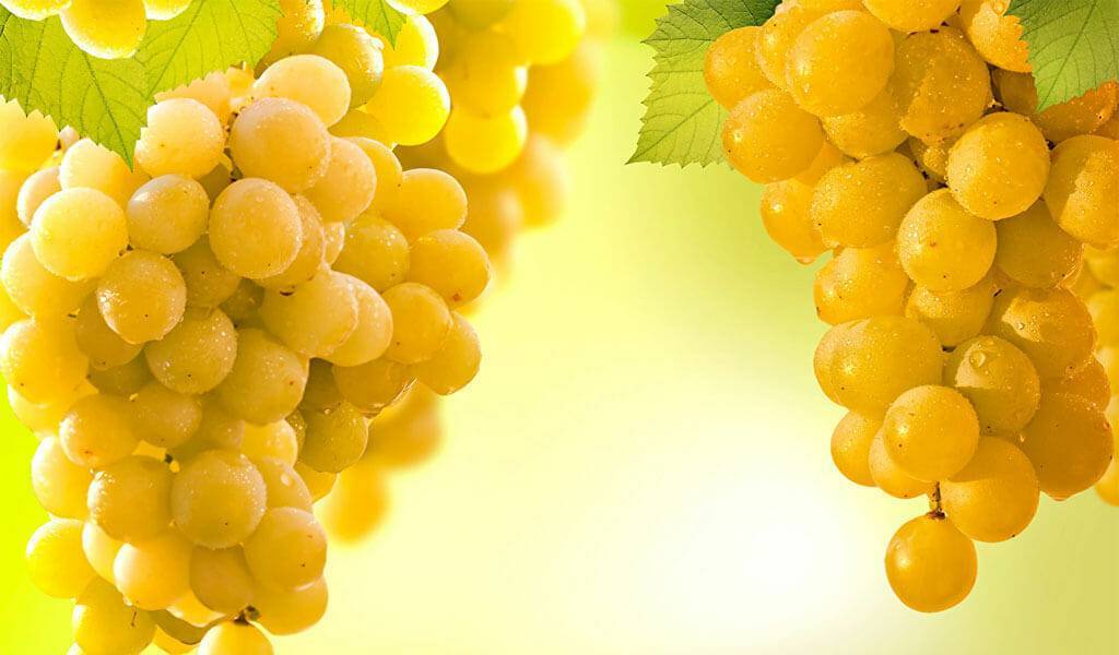 Сорт винограда «ркацители»: особенности ухода, полезные свойства, фото
