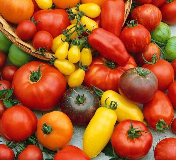 Самые вкусные и урожайные томаты для подмосковья – рекомендации по выбору