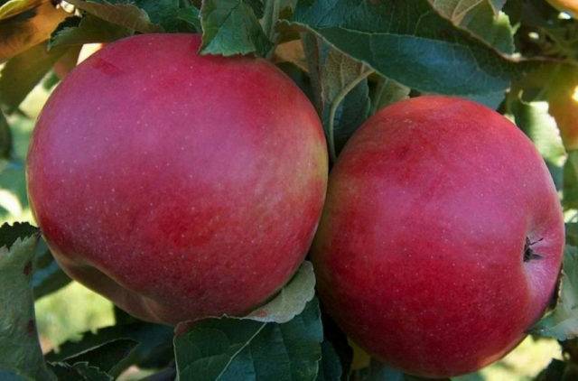 Лучшие советы по уходу и посадки яблони — мечта: описание, плюсы и минусы сорта