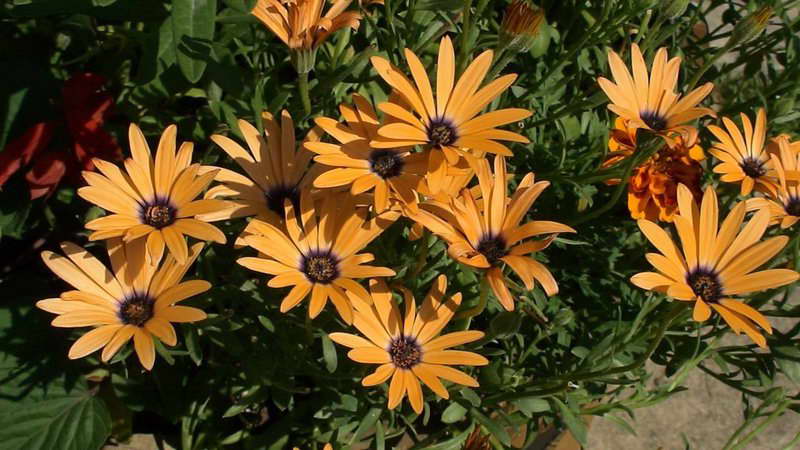 Космические ромашки в вашем саду: выращивание диморфотеки из семян в домашних условиях