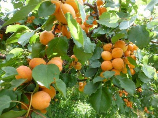 Растение абрикос: описание лучших сортов