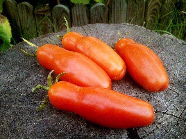 Удивительный сорт помидоров зеленого цвета — томат «болото» для настоящих гурманов