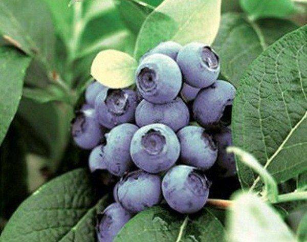 Голубика чиппева: характеристика сорта и особенности выращивания