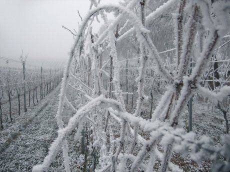 Как укрыть на зиму виноград в подмосковье — ягоды грибы