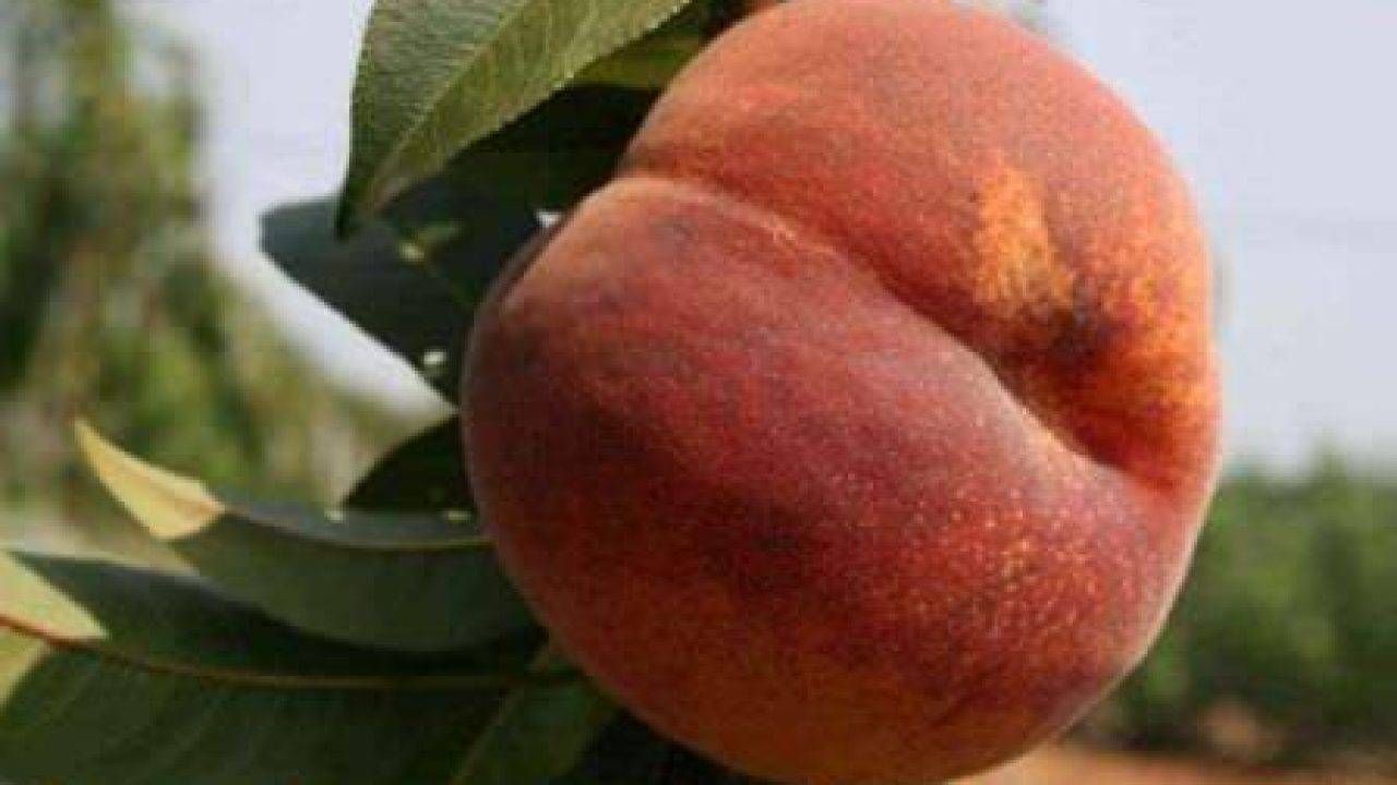Сорта персиков - 135 фото лучших сортов. видео инструкция обрезки, ухода и выращивания