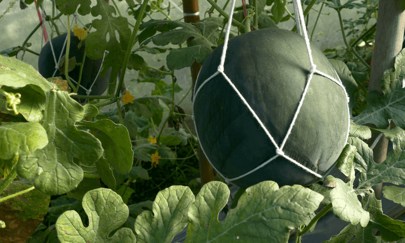Арбуз в теплице из поликарбоната: как выращивать вместе с дыней? условия посадки и ухода за бахчевой культурой