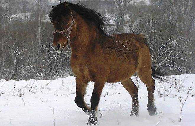 Лучшие породы верховых лошадей: голштинская, ольденбургская и другие