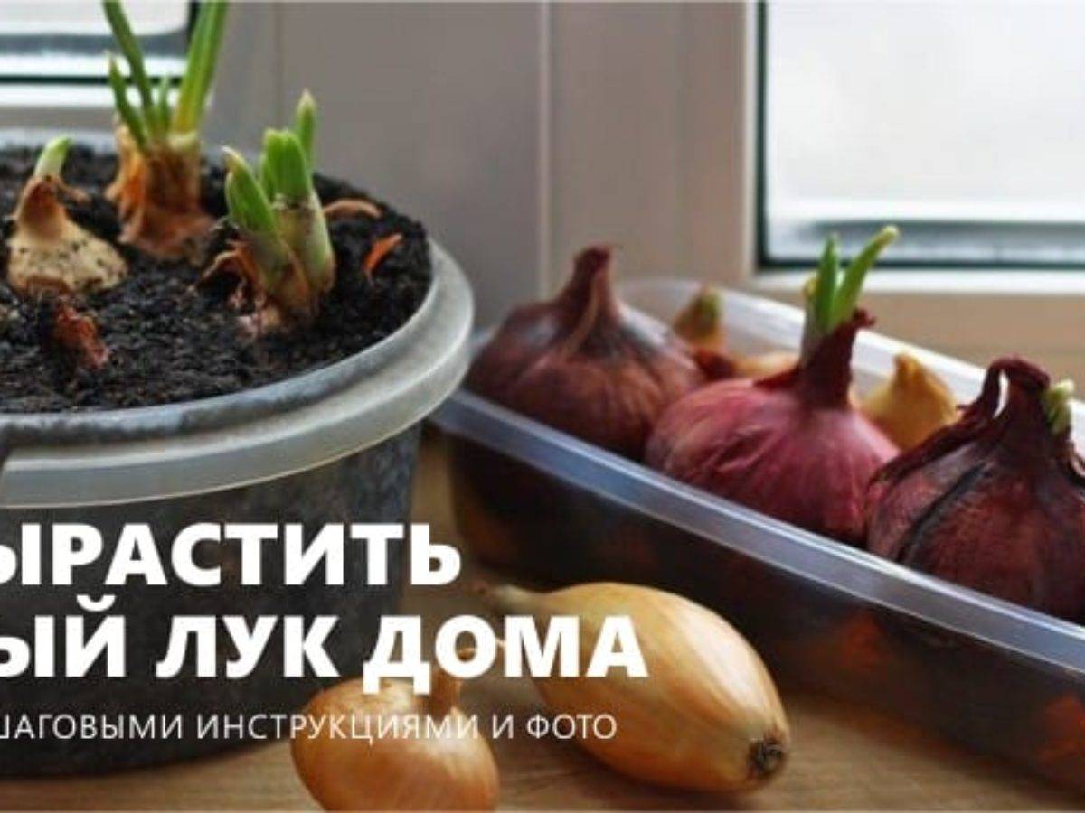 Как вырастить зеленый лук в квартире на подоконнике зимой