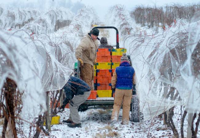 Как правильно укрывать виноград на зиму в подмосковье